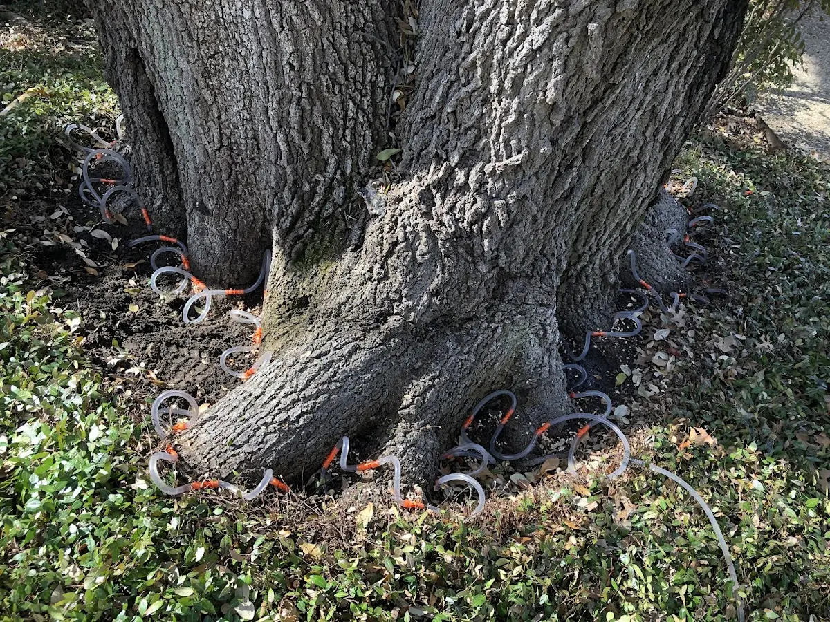 Detailed Tree Cabling and Bracing job site in Tracyton